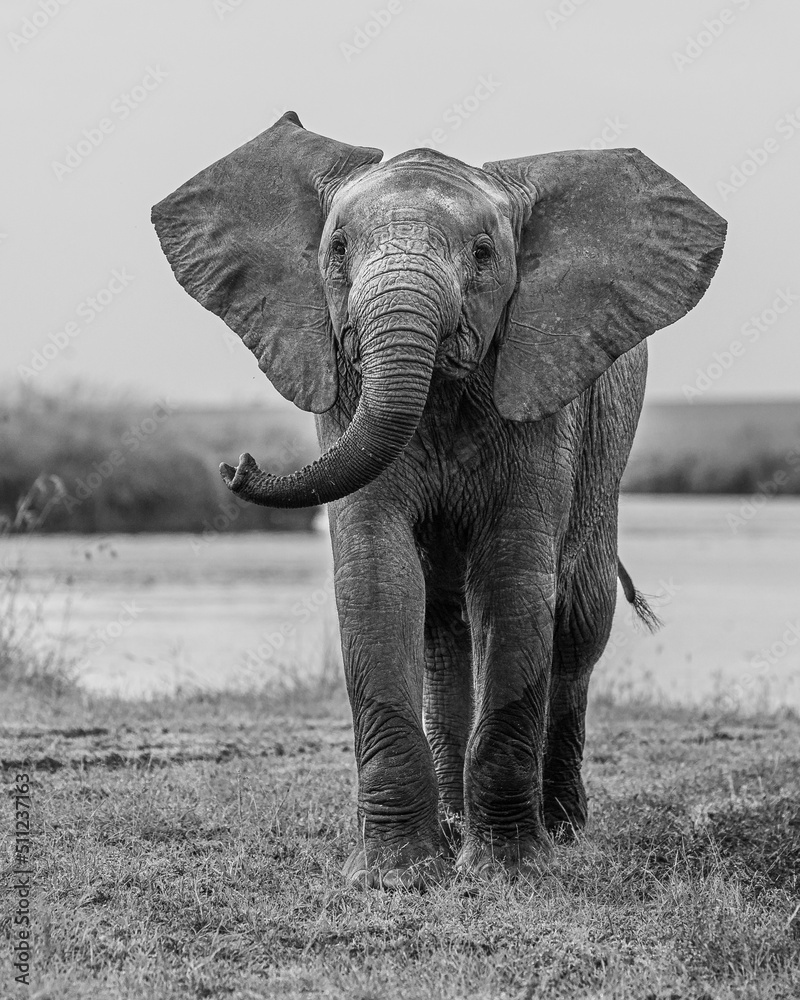 Elephants of Kenya - Photos taken in the Maasai Mara National Reserve in 2022