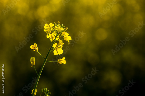 Blooming rapeseed in the fields