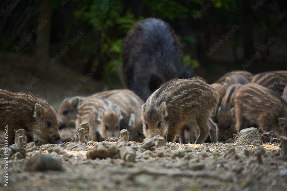 Wild hog herd in the forest Wild hog herd in the forest