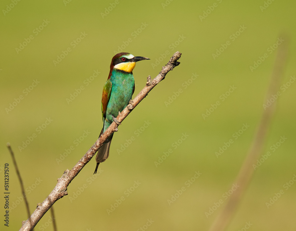 Bee-eaters in a sunny day Bee-eaters in a sunny day