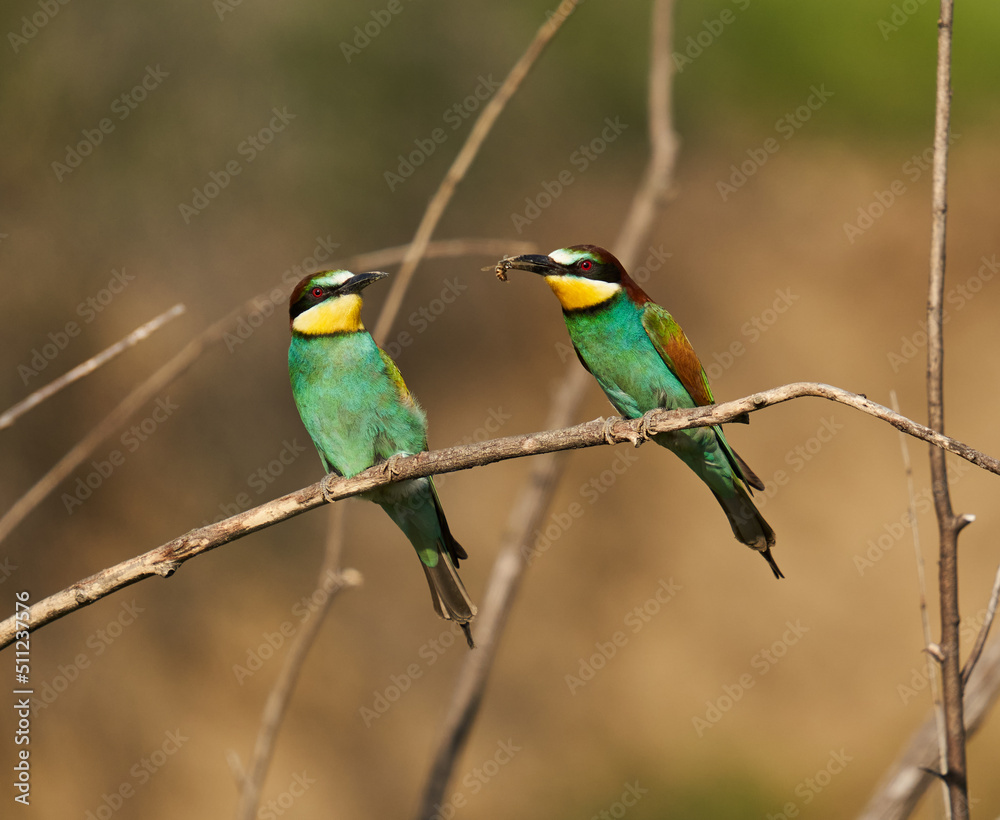 Bee-eaters in a sunny day