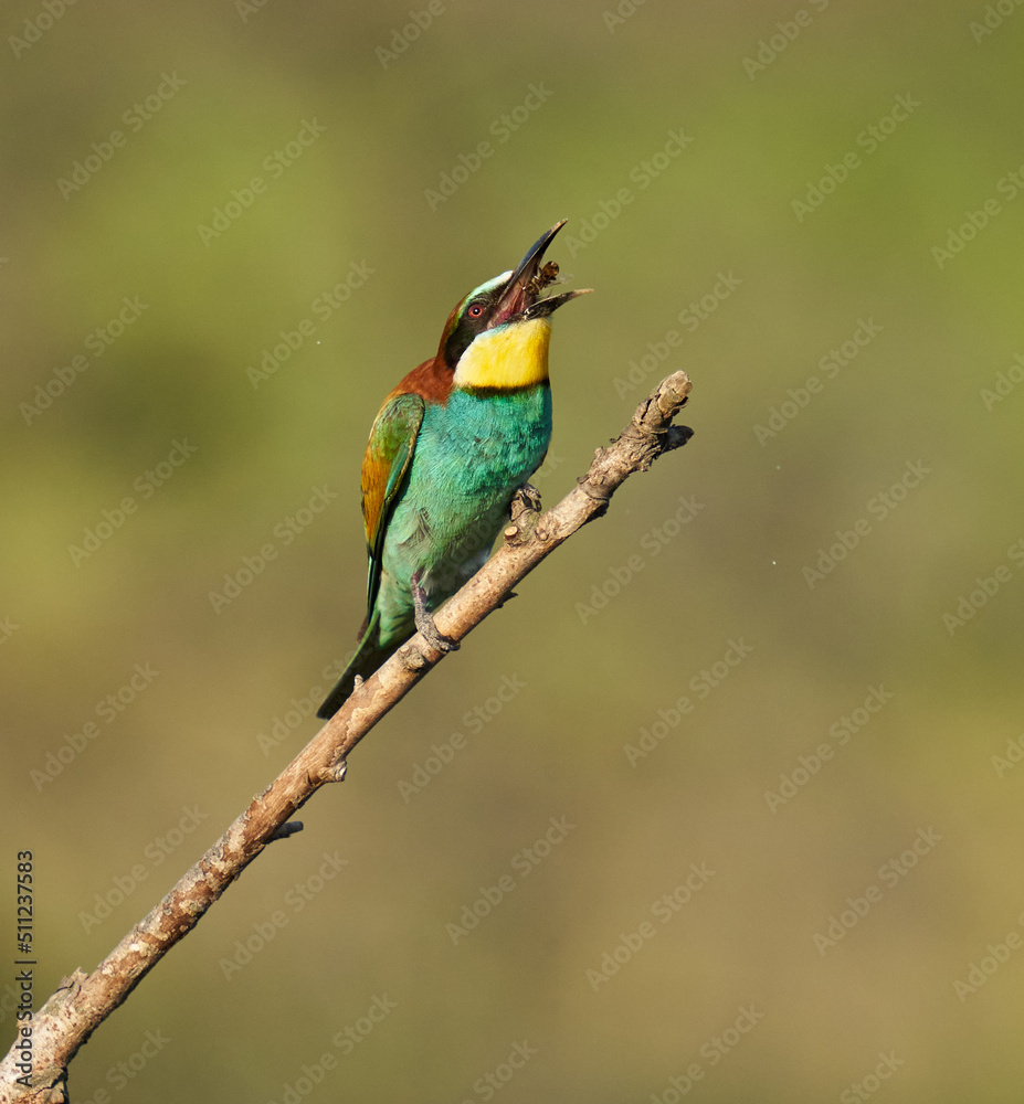 Obraz premium Bee-eaters in a sunny day