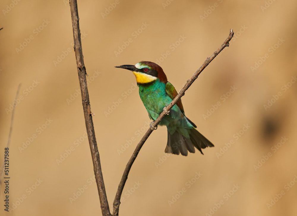 Fototapeta premium Bee-eaters in a sunny day