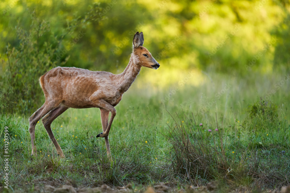 Fototapeta premium Roe deer by the forest