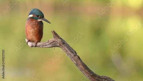 Common Kingfisher (alcedo athis) on branch ready to dive on prey. photo