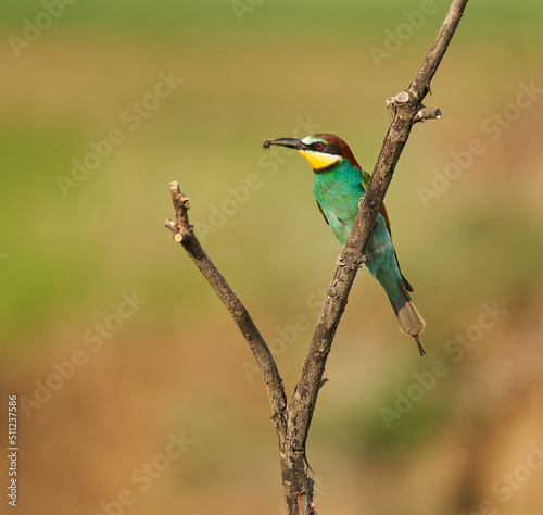 Bee-eaters in a sunny day