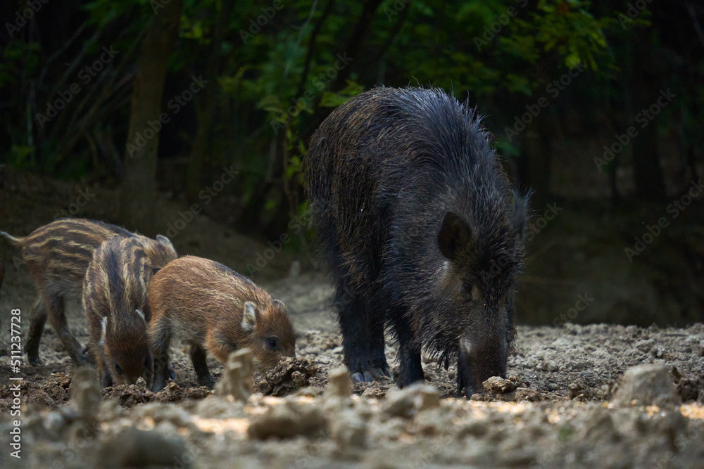 Wild hog herd in the forest