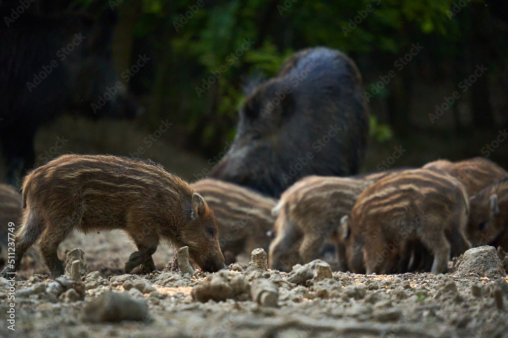 Wild hog herd in the forest Wild hog herd in the forest