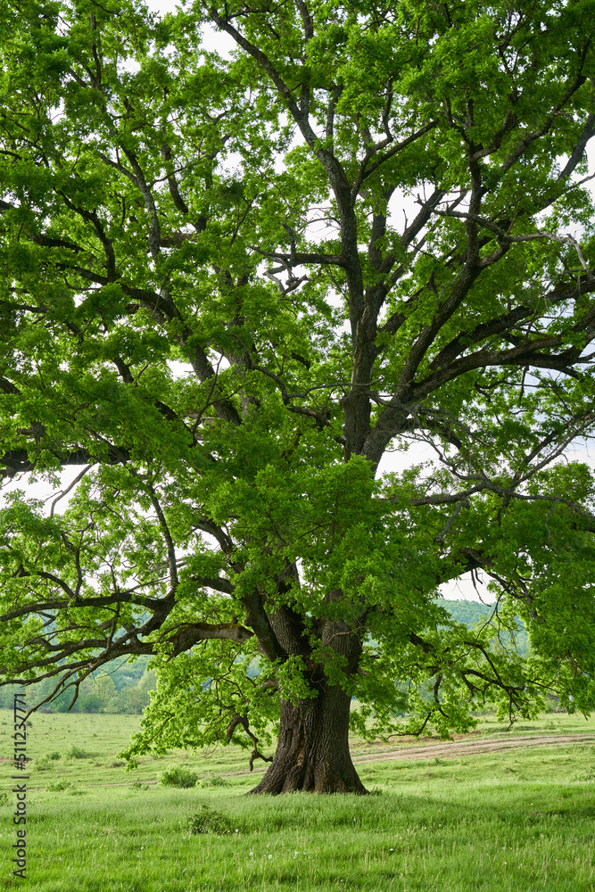 Old oak tree