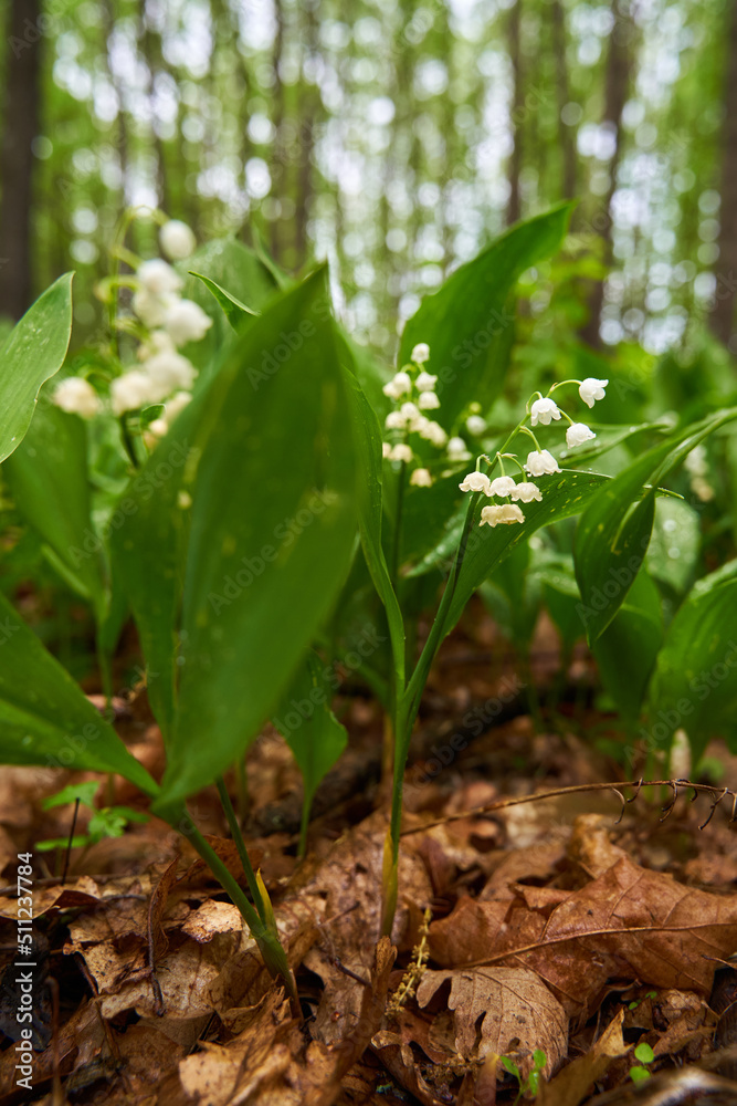 Lily of the valley flowers Lily of the valley flowers