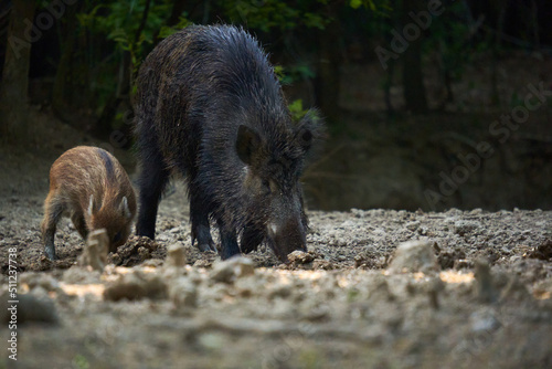 Wild hog herd in the forest