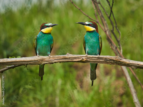 Bee-eaters in a sunny day