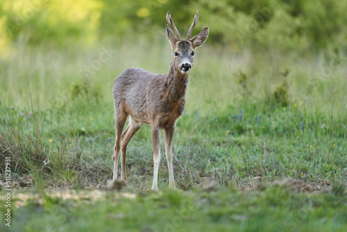 Roe deer by the forest