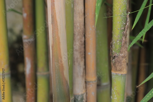 dry bamboo texture with a large size that in bamboo forest. details of the dry green bamboo skin. bamboo background. 