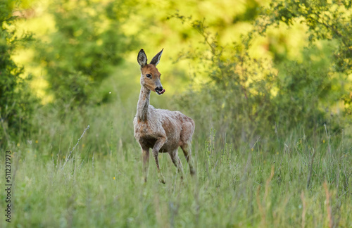 Fototapeta Naklejka Na Ścianę i Meble -  Roe deer by the forest