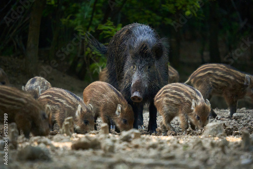 Wild hog herd in the forest photo