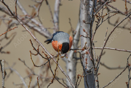 Eurasian Bullfinch (Pyrrhula pyrrhula) perched on a tree branch