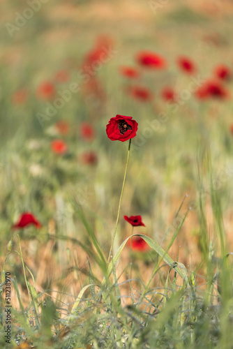 Low angle shot of bright red poppies close up in a meadow. Israel