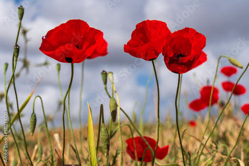 Low angle shot of bright red poppies close up in a meadow. Israel