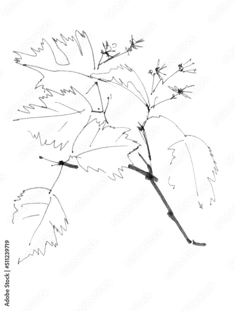 hawthorn branch, botanical sketch, black and white drawing
