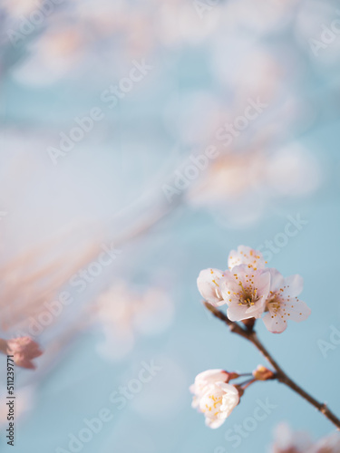 Blooming cherry blossom with light blue color background. sign of spring