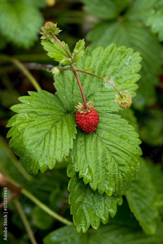 Red and unripe wild strawberry on bush Red and unripe wild strawberry on bush