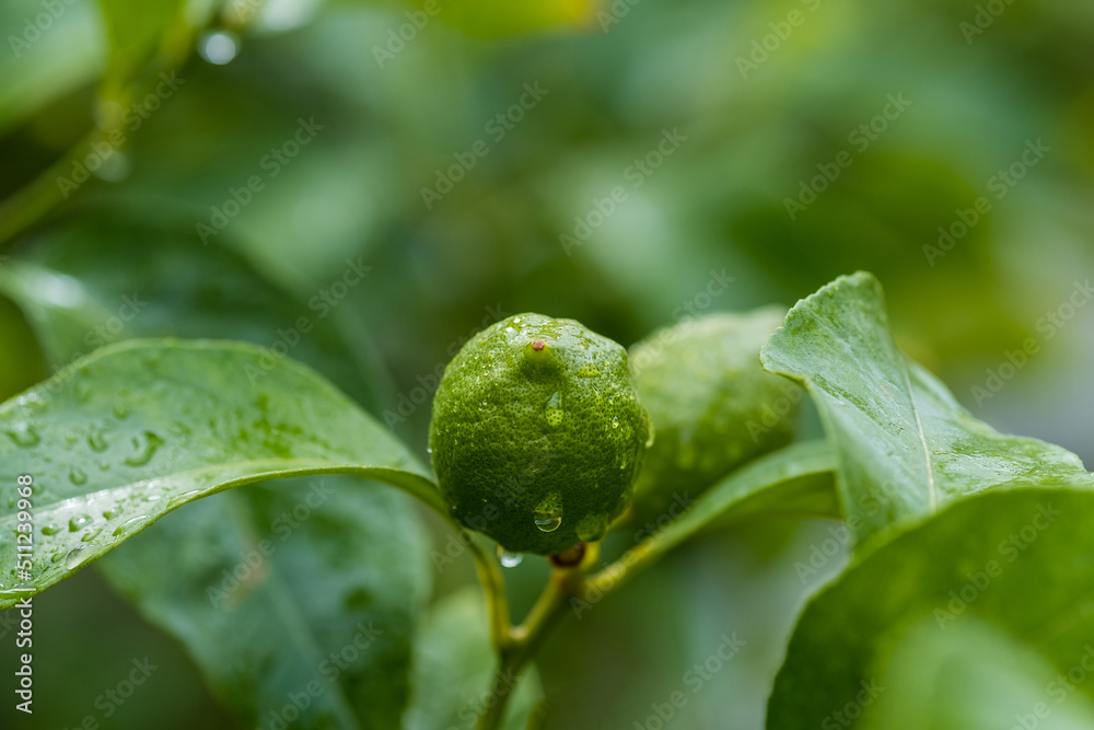 Lemons hanging on a tree. Growing a lemon