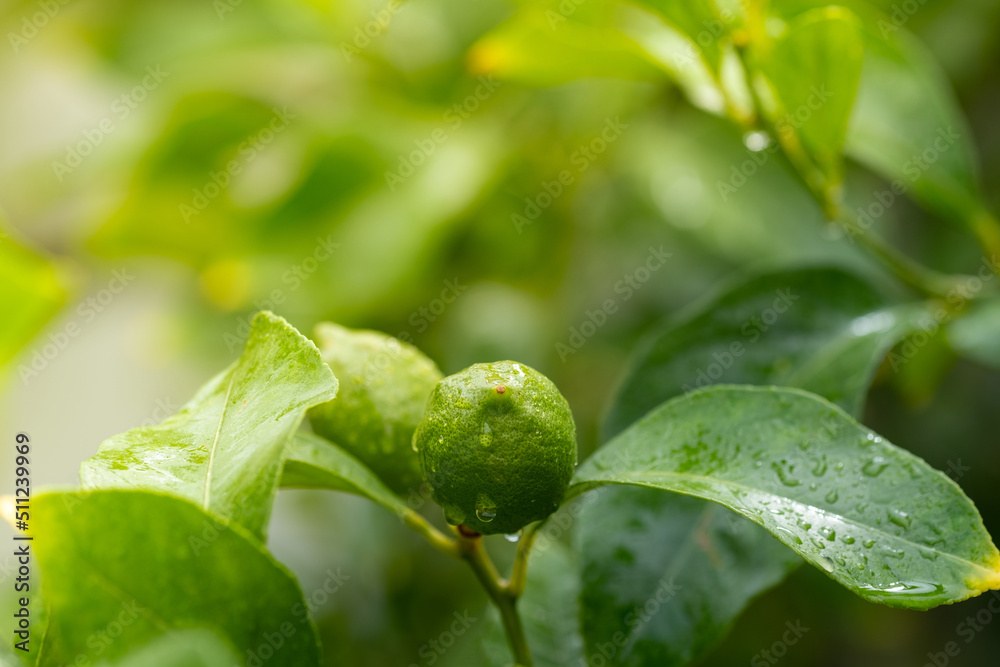 Lemons hanging on a tree. Growing a lemon Lemons hanging on a tree. Growing a lemon
