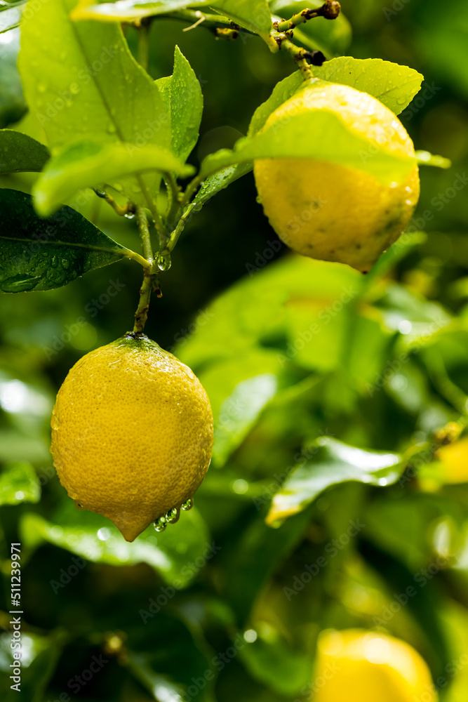 Ripe lemons hanging on a tree. Growing a lemon. Mature lemons on tree.. Selective focus and close up. Ripe lemons hanging on a tree. Growing a lemon. Mature lemons on tree.. Selective focus and close up.