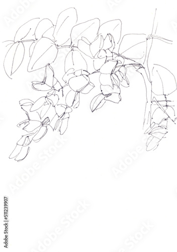 flowering Robinia pseudoacacia, or black locust, botanical sketch, black and white drawing, copy space