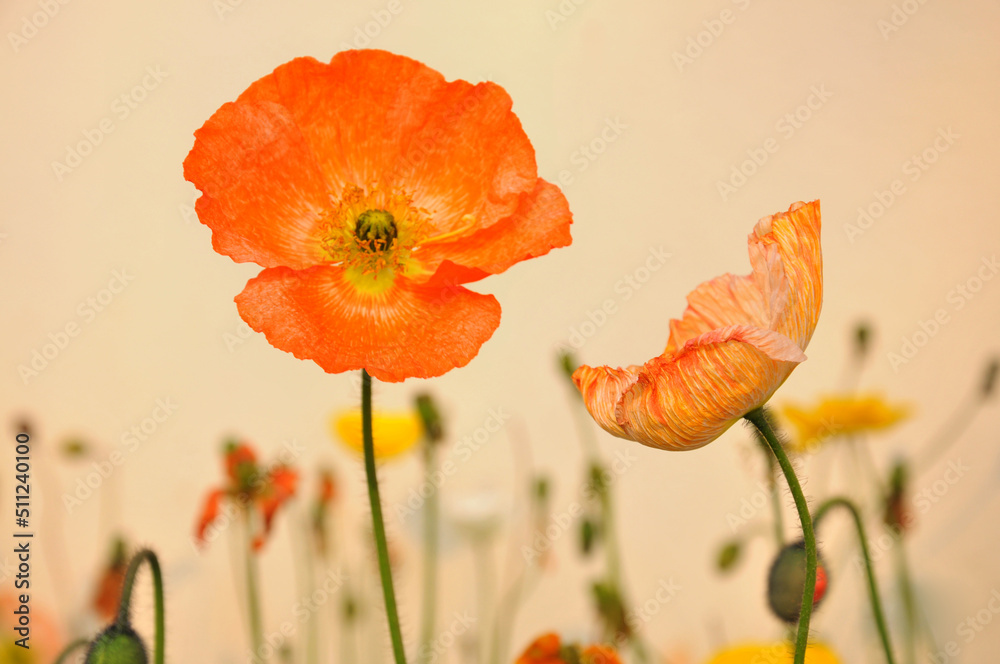 Fototapeta premium blossoming poppy flower 