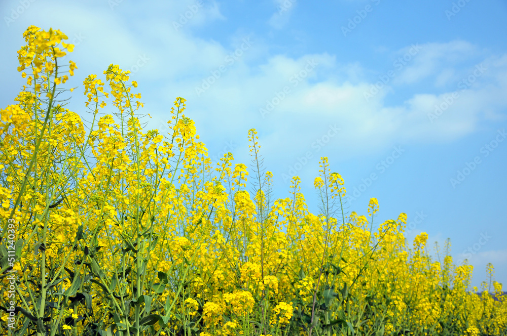field of yellow rapeseed field of yellow rapeseed