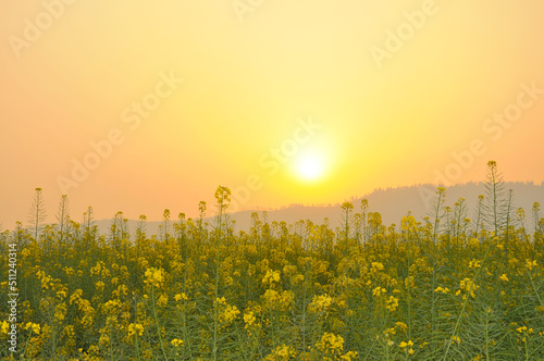 field of yellow rapeseed in sunset