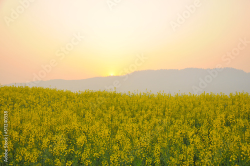 field of yellow rapeseed in sunset