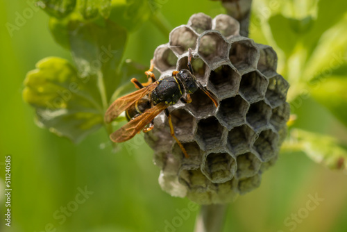 Queen wasp on the nest