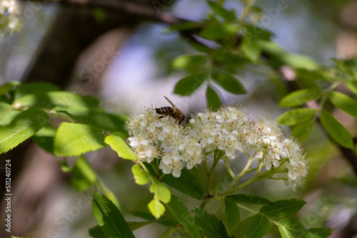 A bee on rowan flowers against a background of green leaves