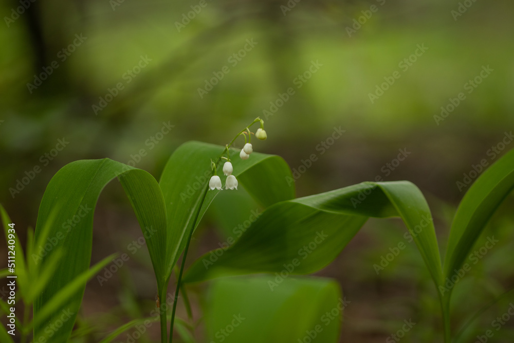 Obraz premium Lily of the valley in the forest