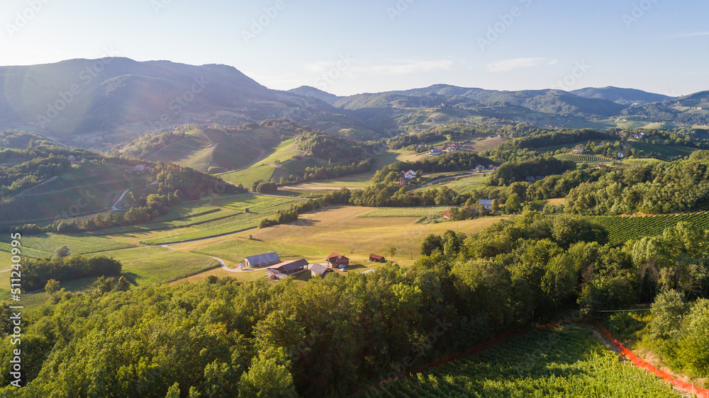 Obraz premium Vineyard in Slovenia as seen from above
