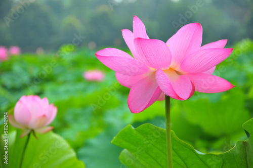 Blossoming lotus flower