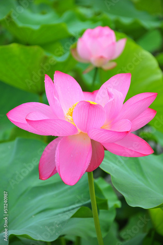 Blossoming lotus flower