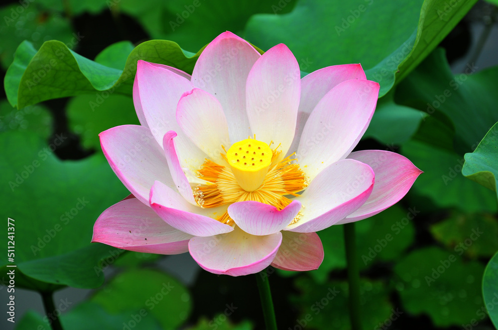 Blossoming lotus flower