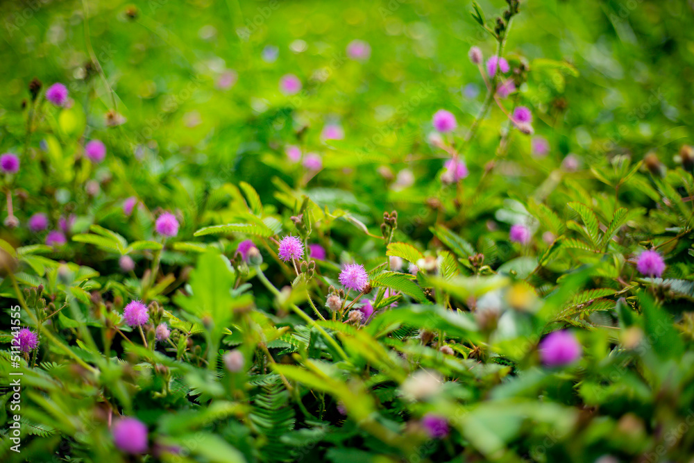 sensitive plant, sleepy plant background or texture. sensitive plant, sleepy plant background or texture.