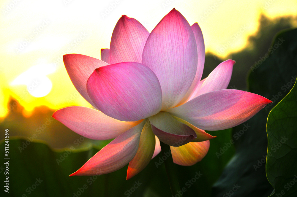 Fototapeta premium Blossoming lotus flower