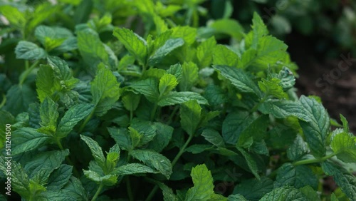 Wallpaper Mural green leaves of mint on a background of the garden Torontodigital.ca