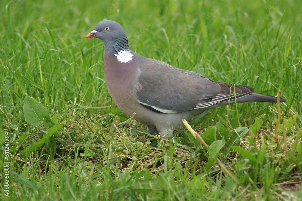 Portrait of a Common Wood Pigeon standing in grass
Portrait of a Common Wood Pigeon standing in grass