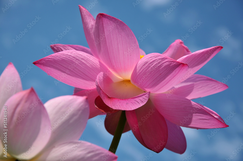 Blossoming lotus flower