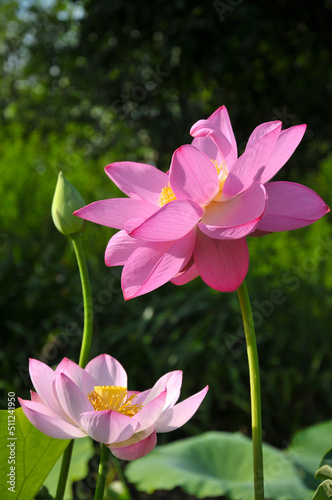 Blossoming lotus flower