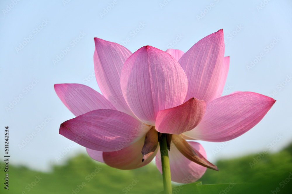 Blossoming lotus flower Blossoming lotus flower
