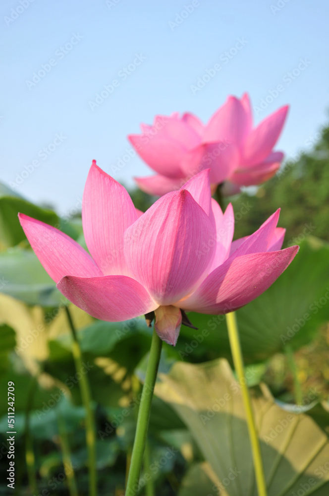 Naklejka premium Blossoming lotus flower