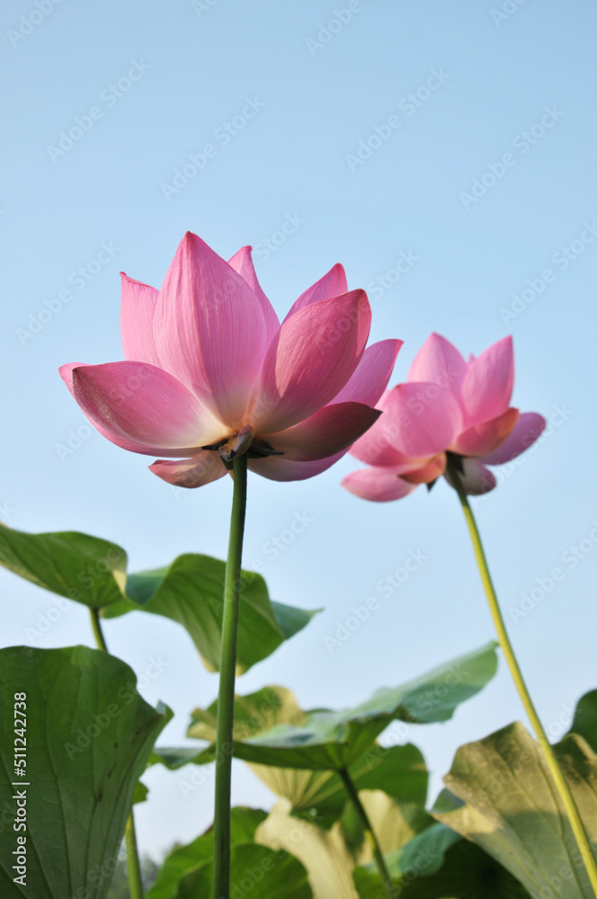 Blossoming lotus flower